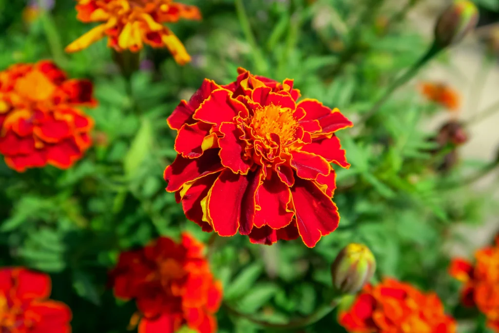 Green Belsh marigolds-bloom-bed-flower-garden